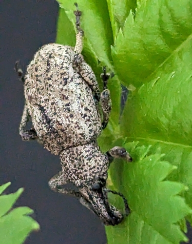 Panscopus gemmatus