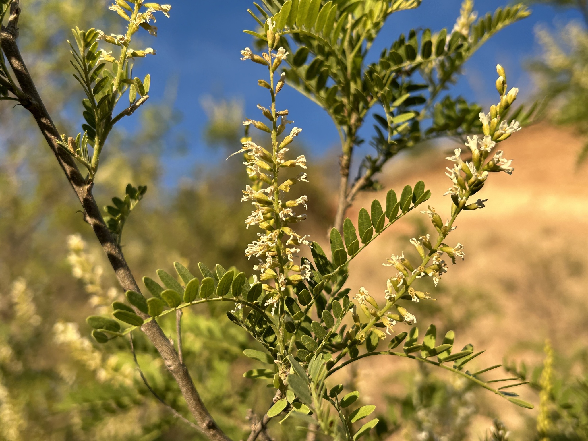 Eysenhardtia orthocarpa