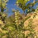 Desert Kidneywood - Photo (c) Eric Hough, some rights reserved (CC BY-NC), uploaded by Eric Hough