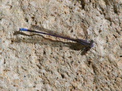 Argia hinei