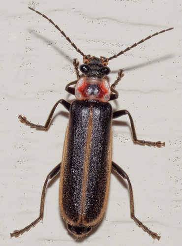 Podabrus appendiculatus Fall, 1928