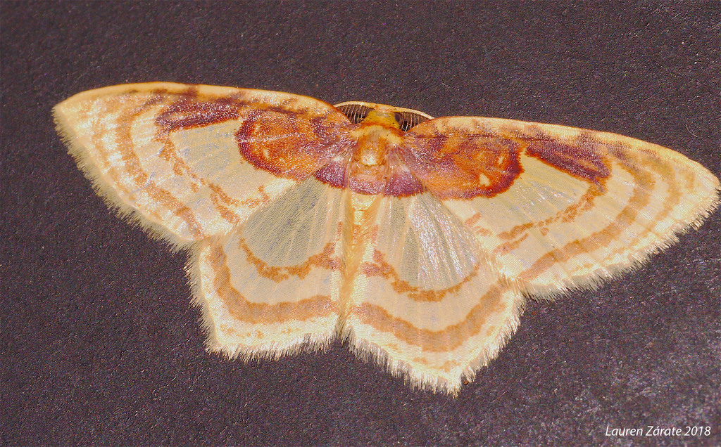 Eois isographata