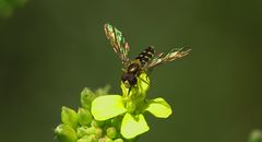 Toxomerus vertebratus