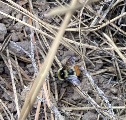 iNaturalist observation photo of Great Basin Bumble Bee