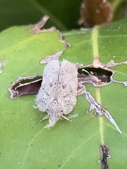 Flatoidinus punctatus