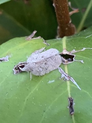 Flatoidinus punctatus