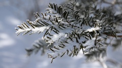 Taxus cuspidata