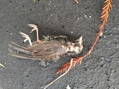 Zonotrichia atricapilla