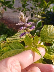Salvia divinorum
