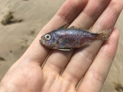 Heteropriacanthus carolinus