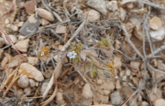 Lappula occidentalis