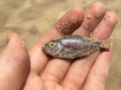 Heteropriacanthus carolinus