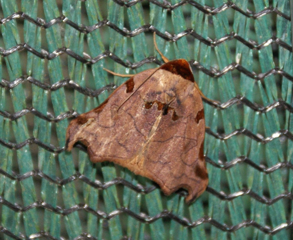 Lephana metacrocea