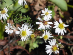 Symphyotrichum simmondsii
