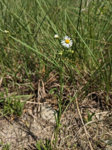 Image of Erigeron allisonii by (c) Alaina Krakowiak, some rights reserved (CC BY)