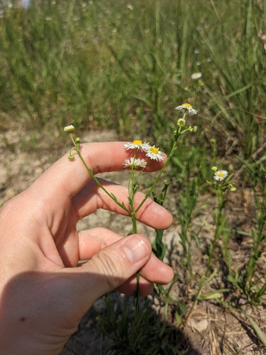 Image of Erigeron allisonii by (c) Alaina Krakowiak, some rights reserved (CC BY)