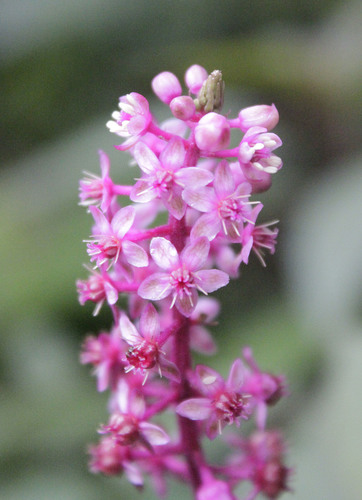 Phytolacca