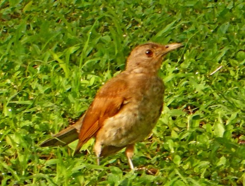 Turdus fumigatus