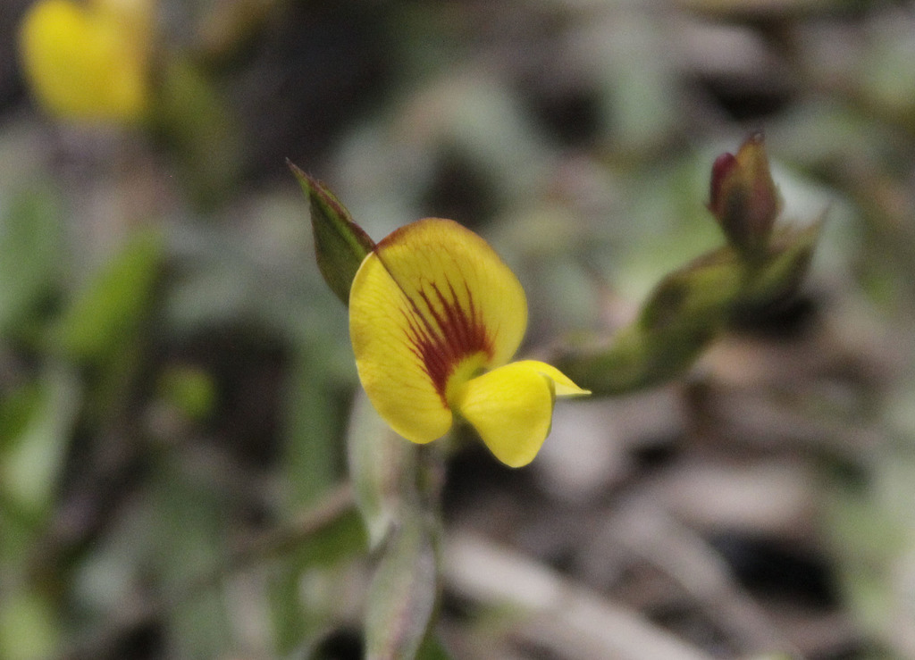 Zornia diphylla (Zornia diphylla)