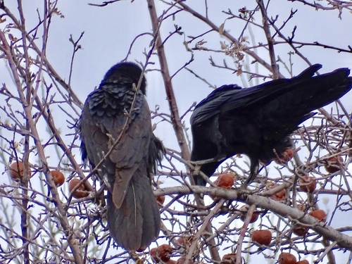 Common Raven photographed in New Mexico