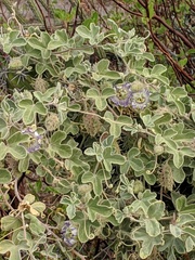 Passiflora arida