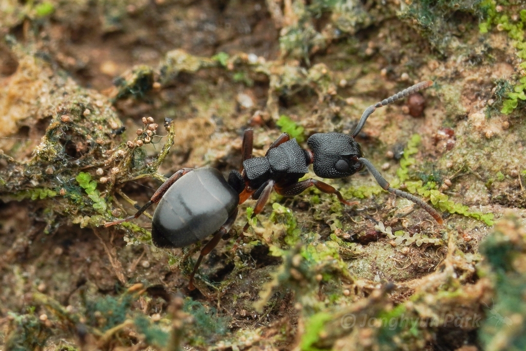 Dolichoderus lamellosus