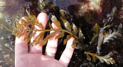 Stephanocystis