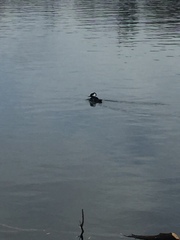 Lophodytes cucullatus