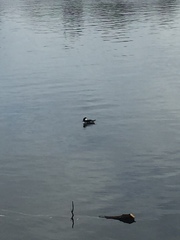 Lophodytes cucullatus