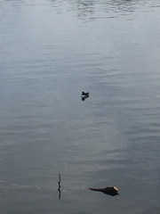 Lophodytes cucullatus