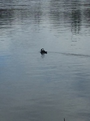 Lophodytes cucullatus