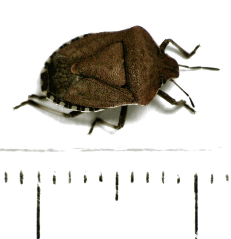 Myrocheini