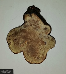 Ganoderma
