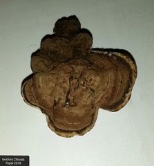 Ganoderma
