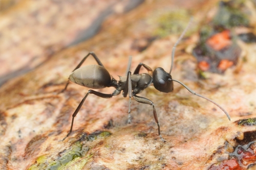 Polyrhachis muaraPolyrhachis muara
