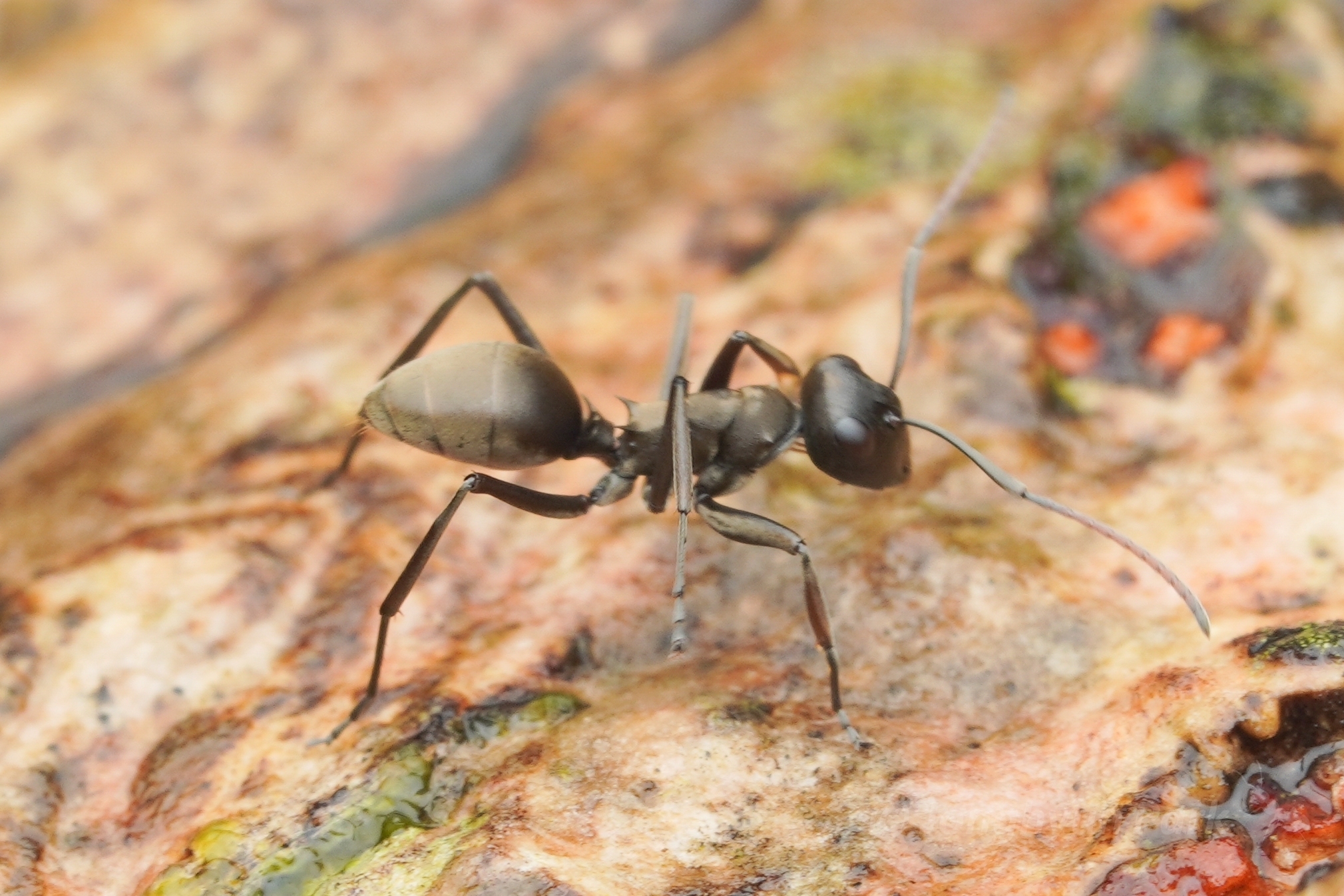 Polyrhachis muara
