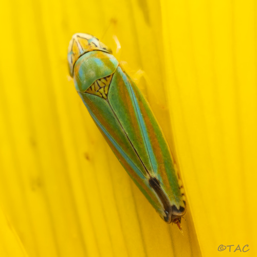 Versute Sharpshooter