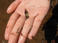 Austrolebias bellottii