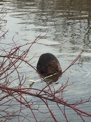 Castor canadensis