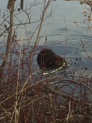 Castor canadensis