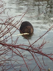 Castor canadensis