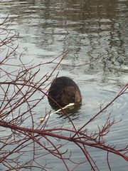 Castor canadensis