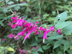 Salvia iodantha