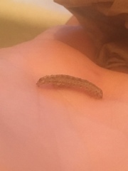 Lepidoptera