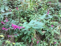 Salvia iodantha