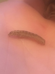 Lepidoptera