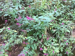 Salvia iodantha