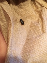 Tenebrionidae
