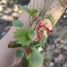 Lobelia goldmanii 3