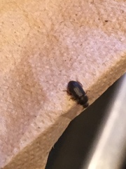 Tenebrionidae